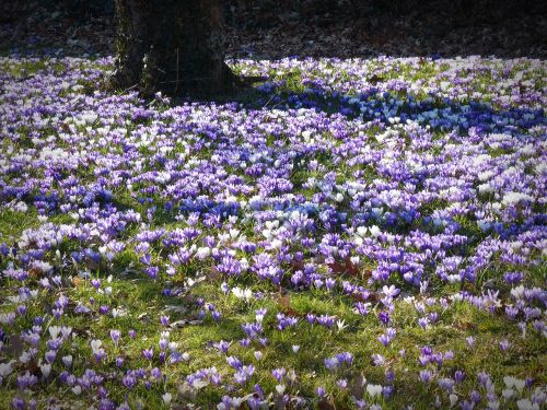 crocus garden flowers