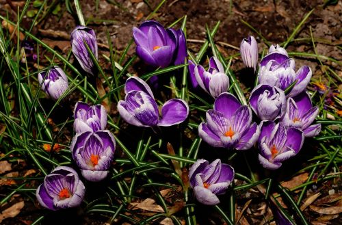 crocus blossom bloom