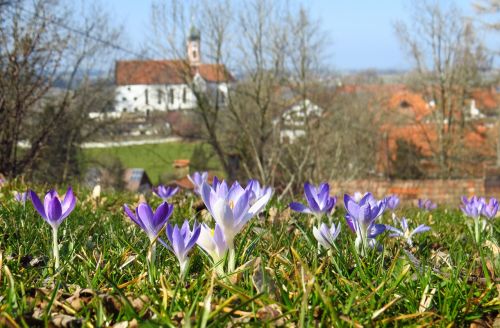 crocus spring flowers