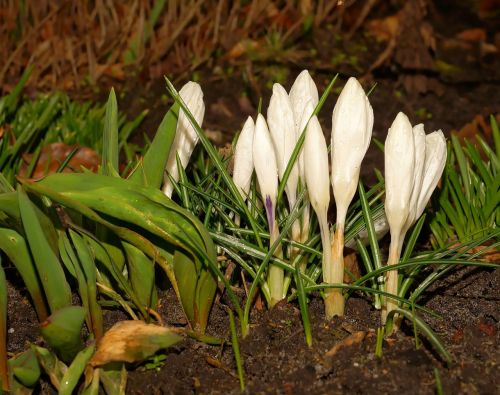 crocus flowers bloom