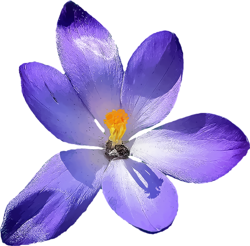 crocus flower png