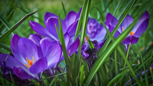 crocus spring flower