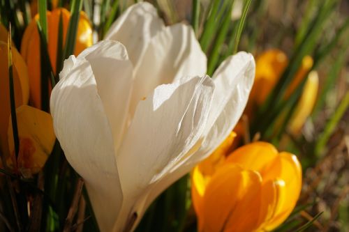 crocus flower blossom