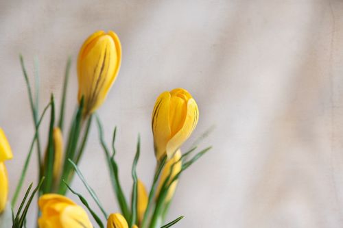 crocus flower flowers