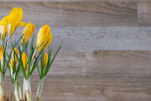 crocus flower plant