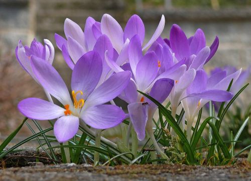 crocus flower spring