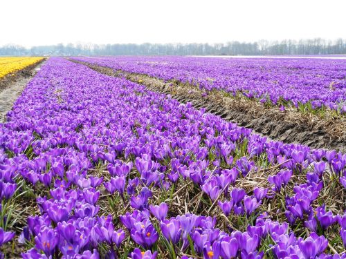 crocus bulbs bulb