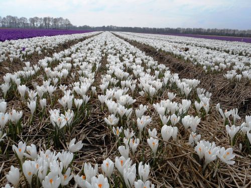 crocus bulbs bulb