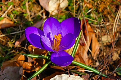 crocus spring early bloomer