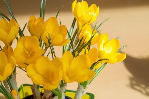 crocus flower yellow