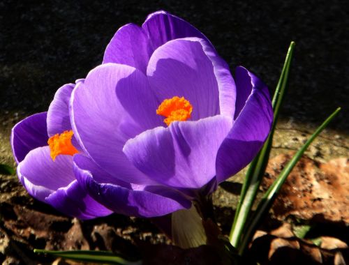 crocus spring violet