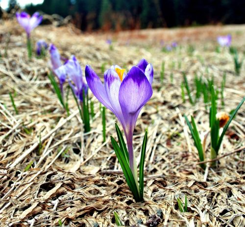 crocus spring tatry