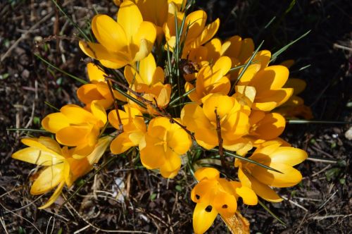 crocus flowers yellow