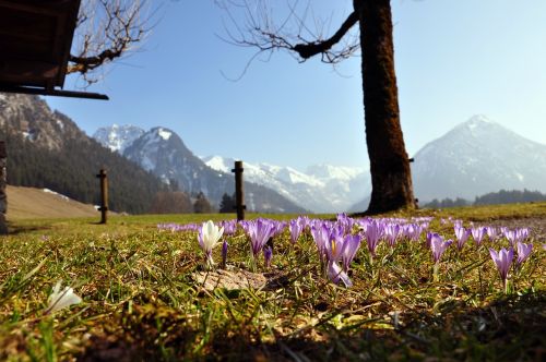 crocus purple mountains