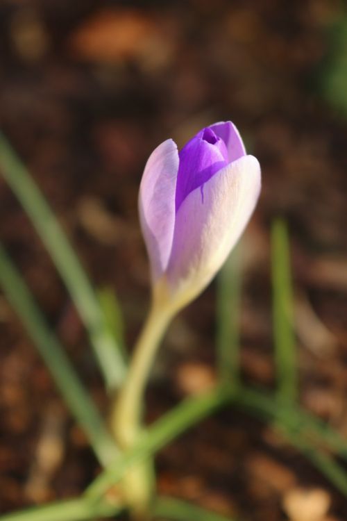 crocus blossom bloom