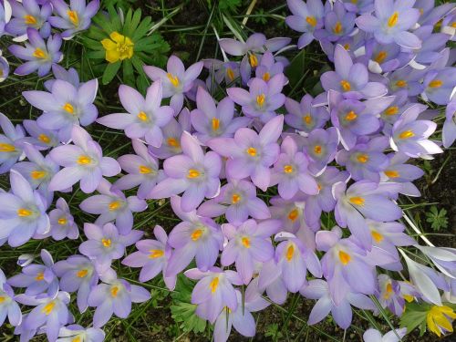 crocus spring violet