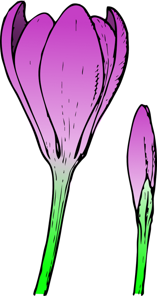 crocus flower nature