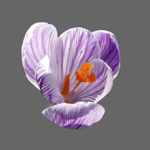 crocus blossom bloom