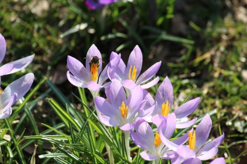 crocus bee spring