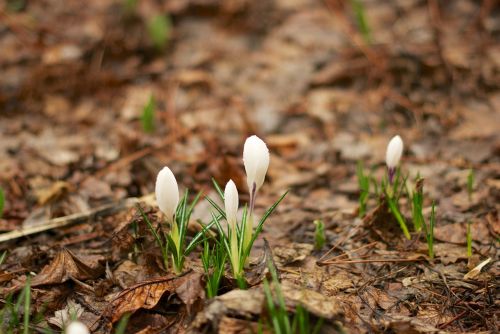 crocus spring physic garden