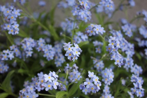 crocus forget-me-not blue