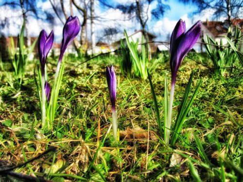 crocus flowers spring