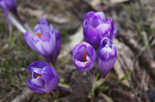 crocus flowers purple