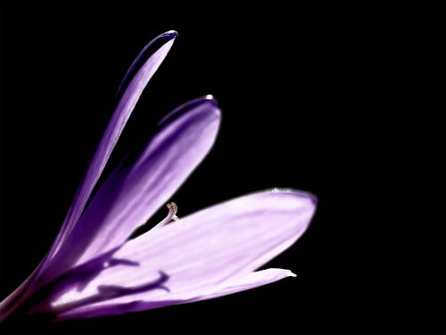 crocus flower blossom