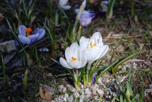 crocus lichtspiel spring