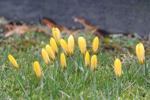 crocus spring flower flower