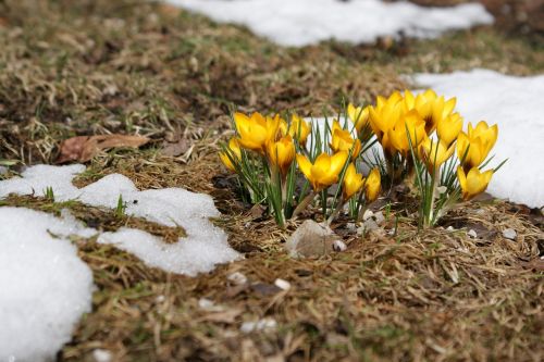 crocus spring meadow spring