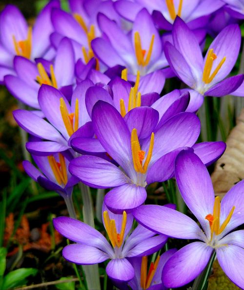 crocus flowers spring
