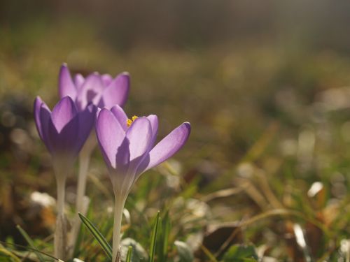 crocus spring flower