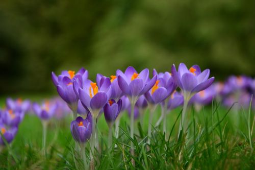 crocus spring flowers frühlingsanfang