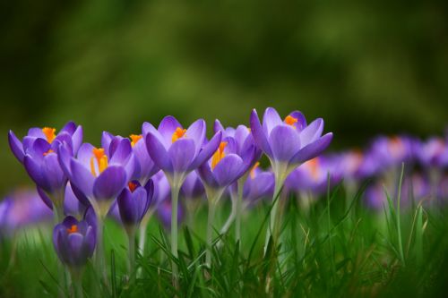 crocus spring flowers frühlingsanfang