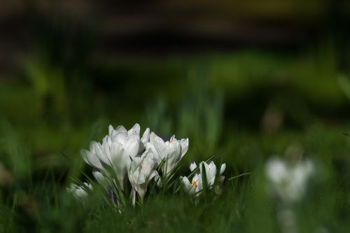 crocus flowers spring