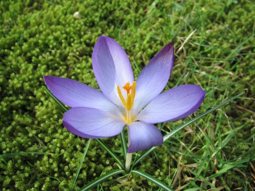 crocus spring sun