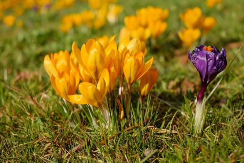 crocus flowers spring flowers