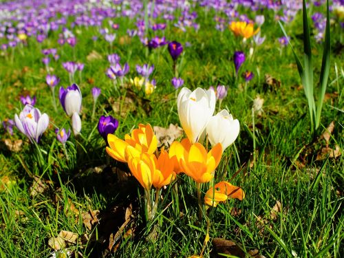 crocus garden spring