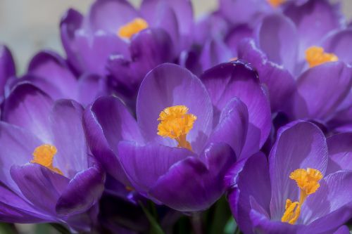 crocus flower spring