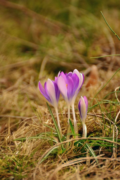 crocus spring flowers early bloomer