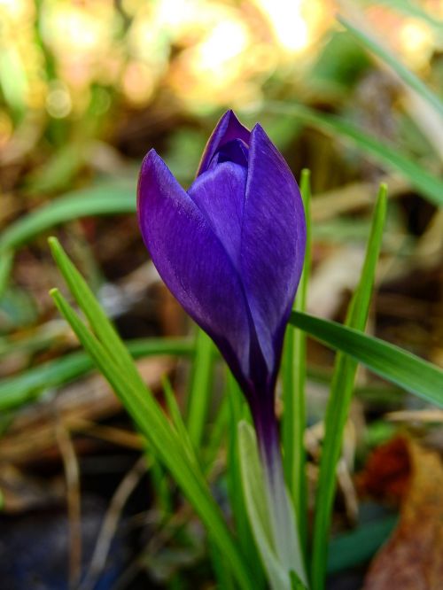 crocus flower blossom