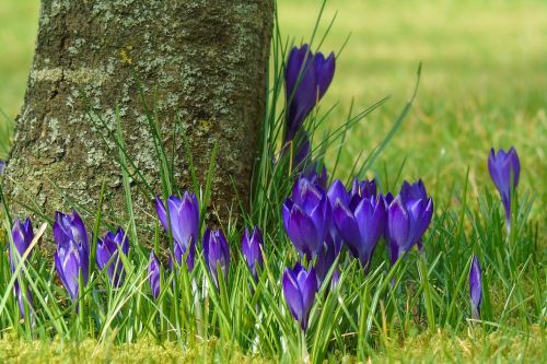 crocus blue garden