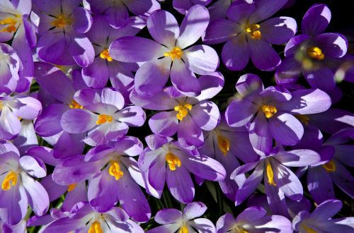 crocus purple spring