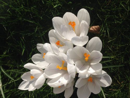 crocus flower garden