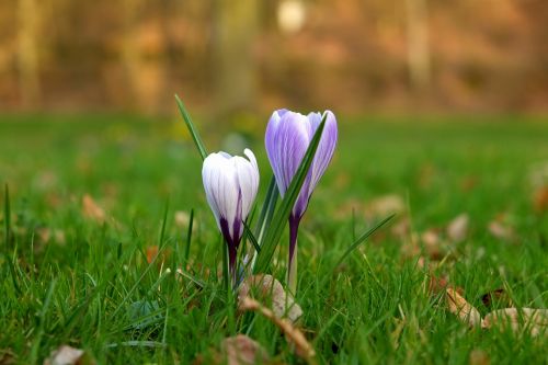 crocus flower spring