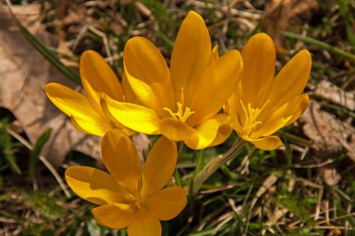 crocus spring easter