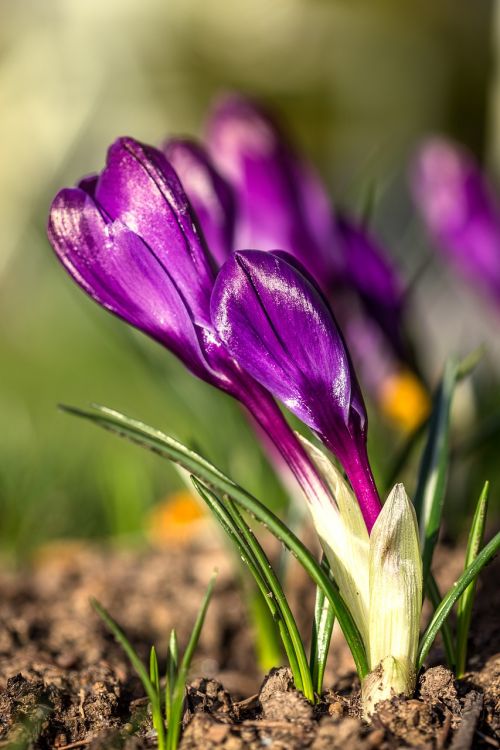 crocus flower garden flower