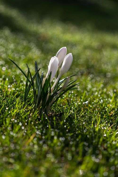 crocus flower spring