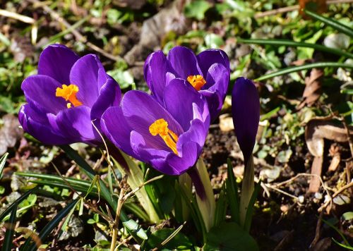 crocus flower spring